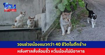 วอนช่วยแมวจรกว่า 40 ตัว อาศัยในตึกร้าง​ หลังศาลสั่งล้อมรั้ว หวั่นน้องไม่มีอาหาร