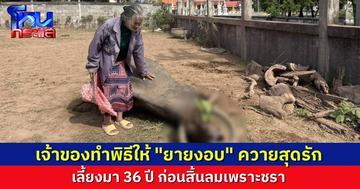 สุดเศร้า..เจ้าของทำพิธีฝังศพให้ควายสุดรัก เลี้ยงมานาน 36 ปี ผูกพันเหมือนคนในครอบครัว