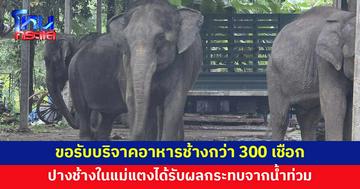 ปางช้างในแม่แตง ขอรับบริจาคอาหารช้างกว่า 300 เชือก หลังน้ำท่วม อาหารไม่พอ