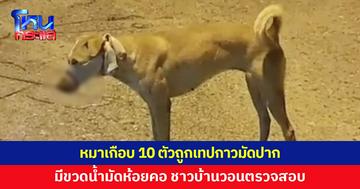 สุนัขเกือบ 10 ตัว ถูกเทปกาวมัดปาก ขวดน้ำมัดห้อยคอ ชาวบ้านวอนตรวจสอบทารุณกรรมสัตว์