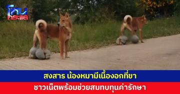 สงสาร...น้องหมาป่วยมีเนื้องอกที่ขา บวมใหญ่จนเดินลำบาก