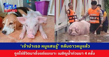 กลับดาวหมูแล้ว... ‘เจ้าบำเรอ หมูแสนรู้’ ถูกไถ่ชีวิตมาตั้งแต่แบเบาะ เผชิญน้ำท่วมมาแล้ว 4 ครั้ง แต่น้ำท่วมเชียงรายปีนี้พรากบำเรอไป